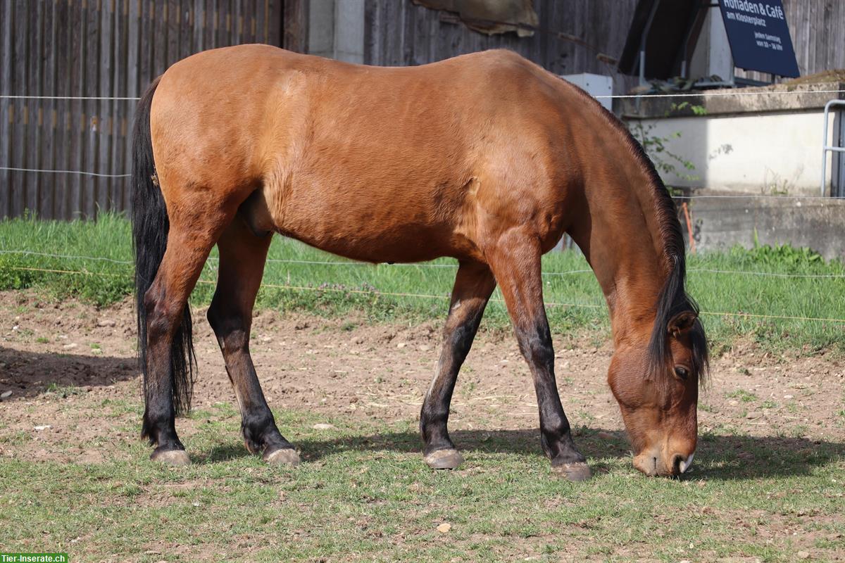 Bild 2: Andalusier Wallach, toller Freizeitpartner sucht Lebensplatz