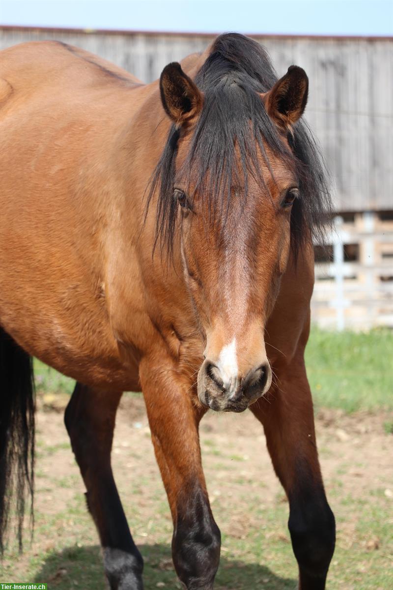 Bild 3: Andalusier Wallach, toller Freizeitpartner sucht Lebensplatz