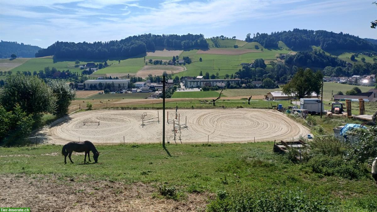 Praktikumsstelle auf Reithof, 60-100%, Nähe Langenthal/Huttwil