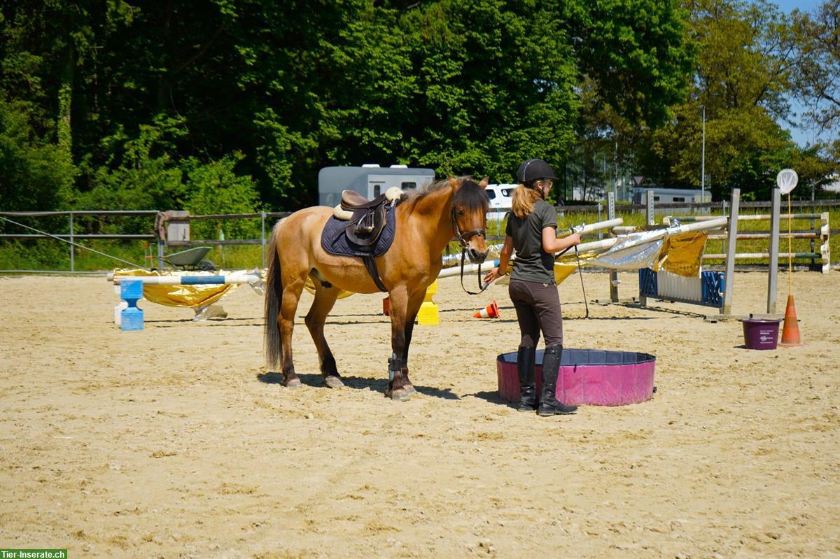 Bild 2: Praktikumsstelle auf Reithof, 60-100%, Nähe Langenthal/Huttwil