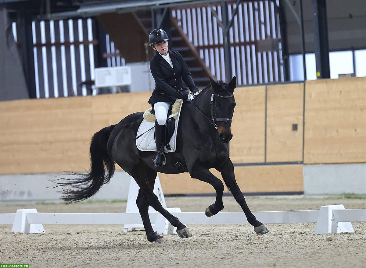 Bild 3: Praktikumsstelle auf Reithof, 60-100%, Nähe Langenthal/Huttwil