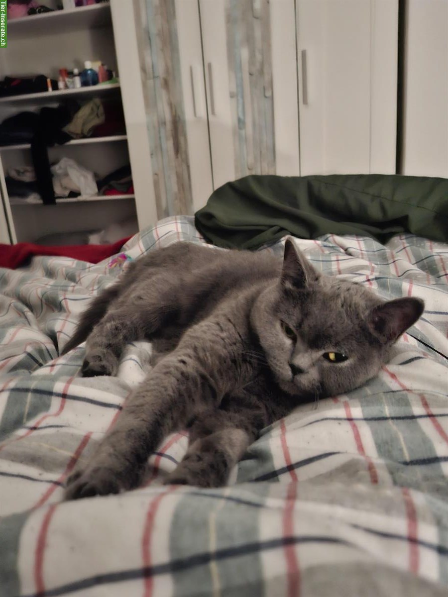 Graue BKH Katze, weiblich