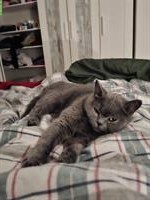 Graue BKH Katze, weiblich