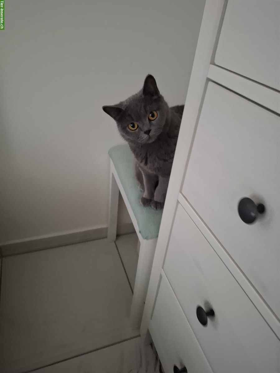 Bild 2: Graue BKH Katze, weiblich