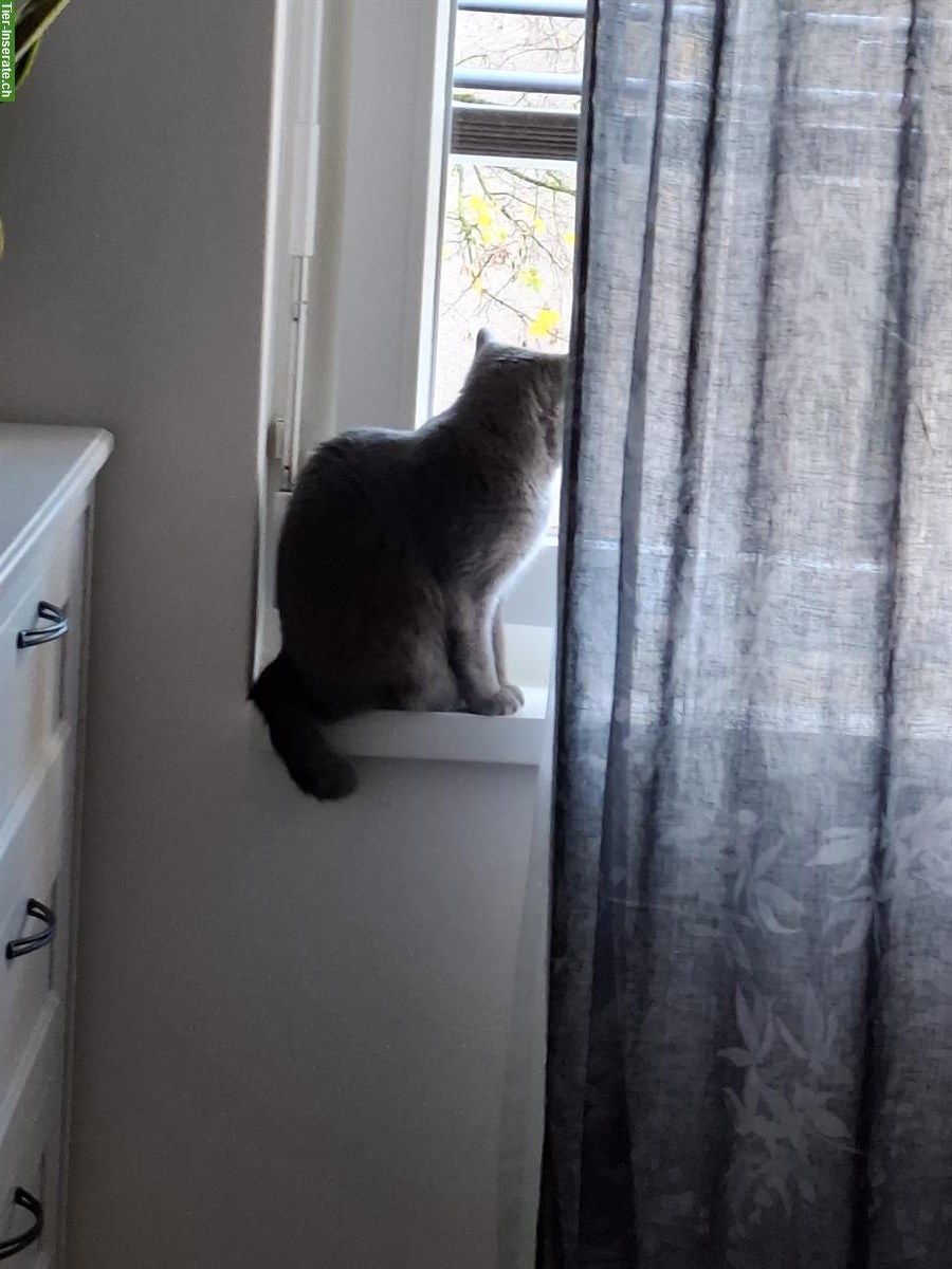 Bild 3: Graue BKH Katze, weiblich