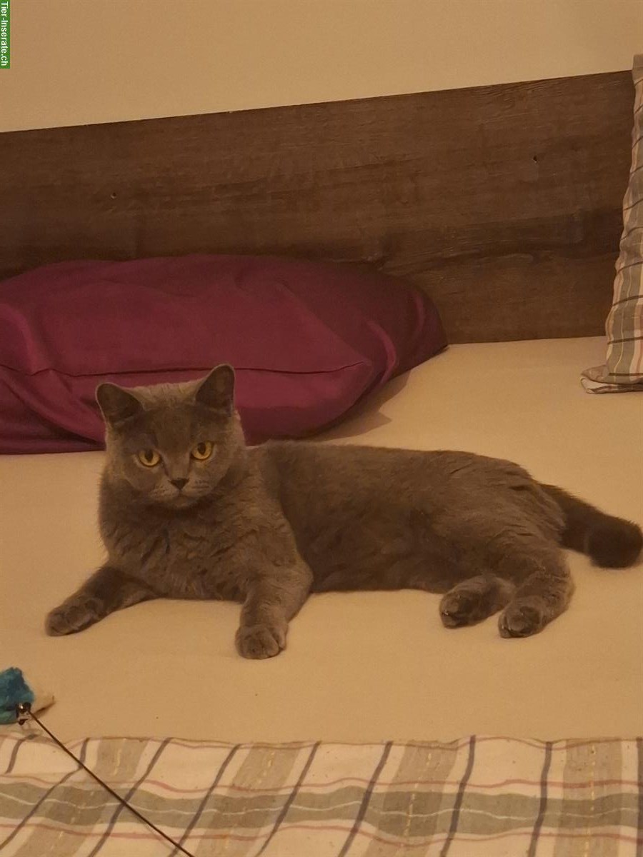 Bild 4: Graue BKH Katze, weiblich