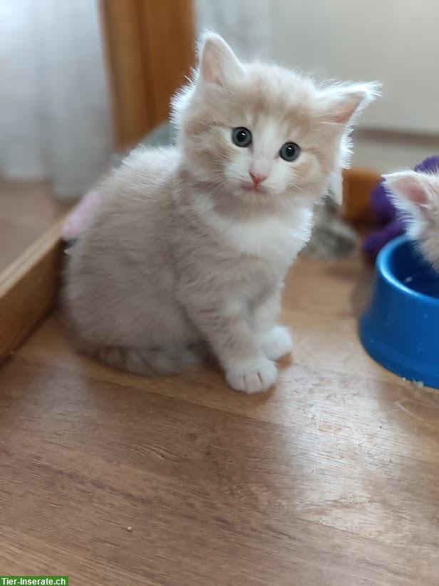 Norwegische Waldkatze Kitten und junge Mutterkatze