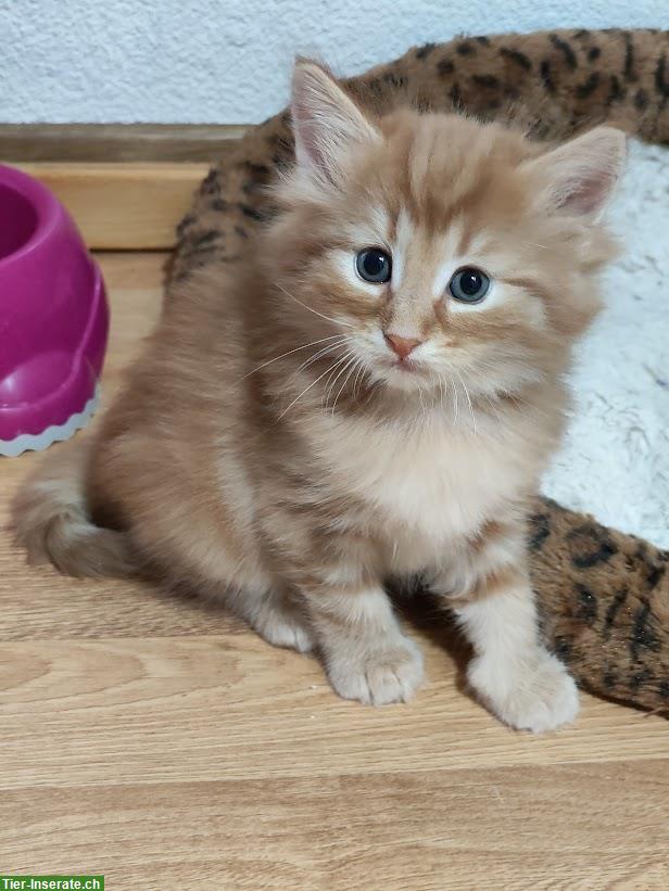 Bild 2: Norwegische Waldkatze Kitten und junge Mutterkatze