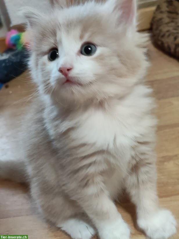 Bild 3: Norwegische Waldkatze Kitten und junge Mutterkatze