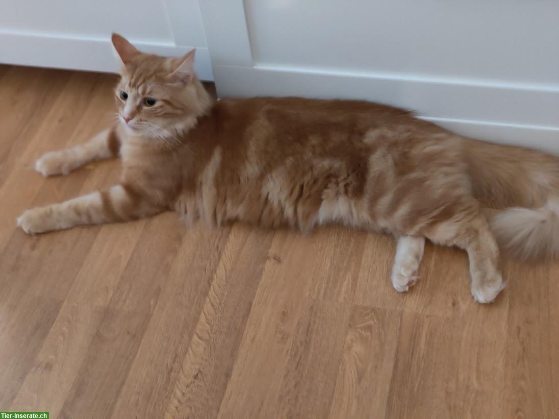 Bild 4: Norwegische Waldkatze Kitten und junge Mutterkatze