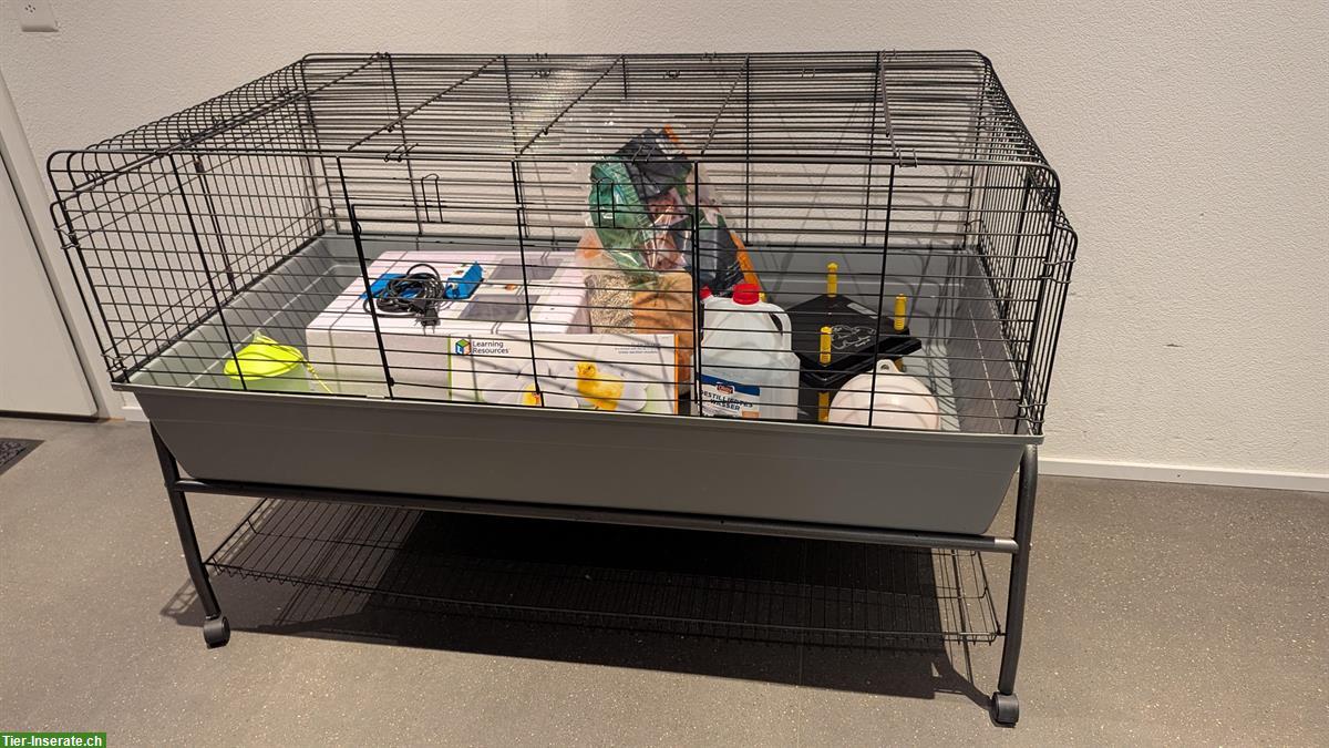 Küken selbst ausbrüten - Brutset komplett mieten