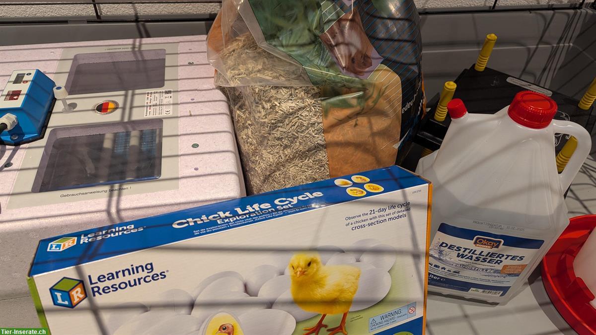 Bild 2: Küken selbst ausbrüten - Brutset komplett mieten