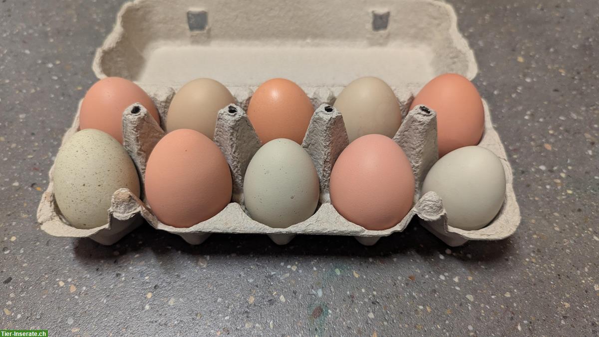 Bild 3: Küken selbst ausbrüten - Brutset komplett mieten