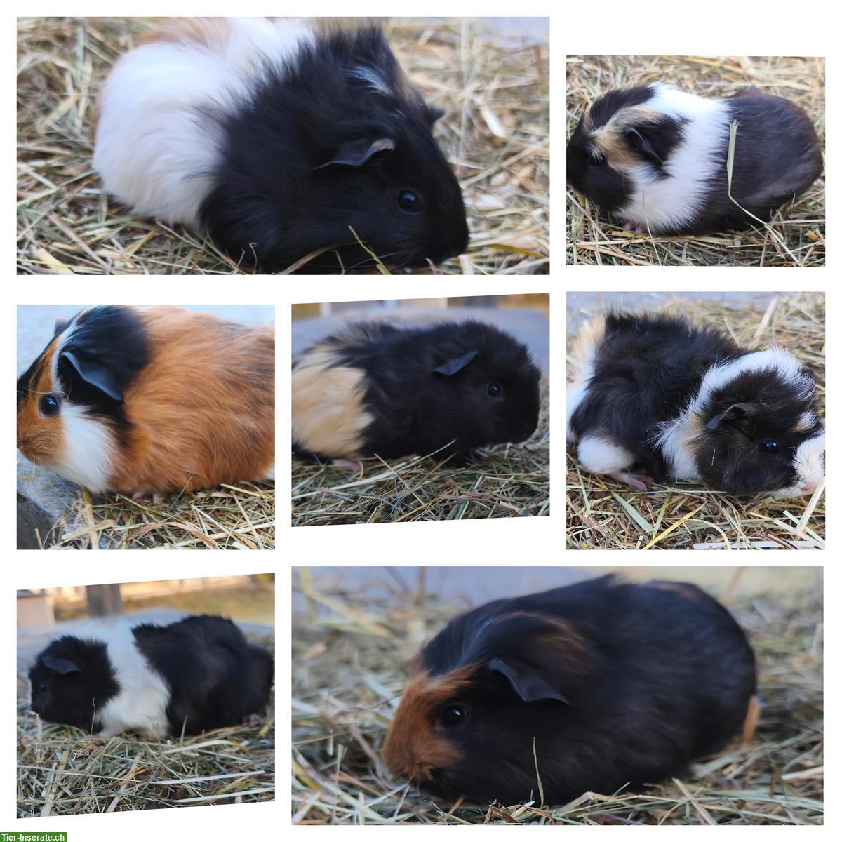 Junge Meerschweinchen, Weibchen und Böckli