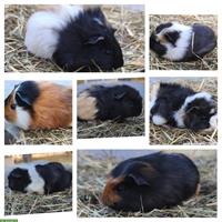 Junge Meerschweinchen, Weibchen und Böckli