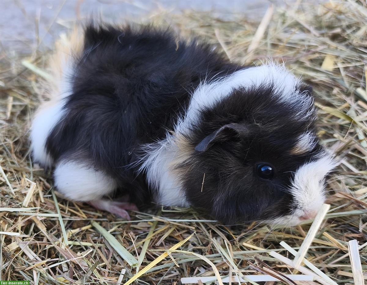 Bild 2: Junge Meerschweinchen, Weibchen und Böckli