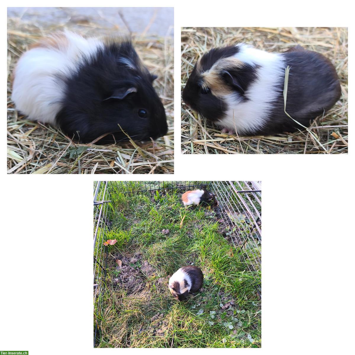 Bild 3: Junge Meerschweinchen, Weibchen und Böckli