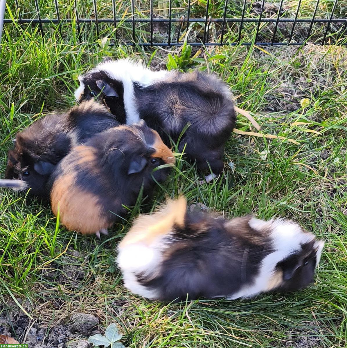 Bild 4: Junge Meerschweinchen, Weibchen und Böckli