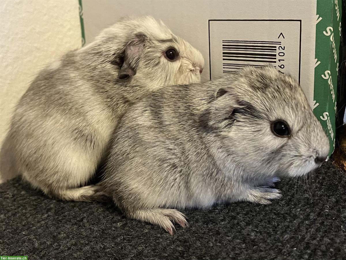 Meerschweinchen, silbergrau, zahm