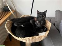 Junge schwarze Kater auf der Suche nach der Familie