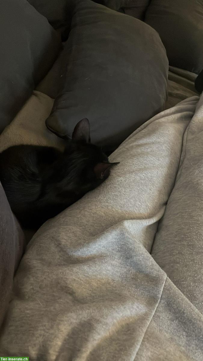 Bild 4: Junge schwarze Kater auf der Suche nach der Familie