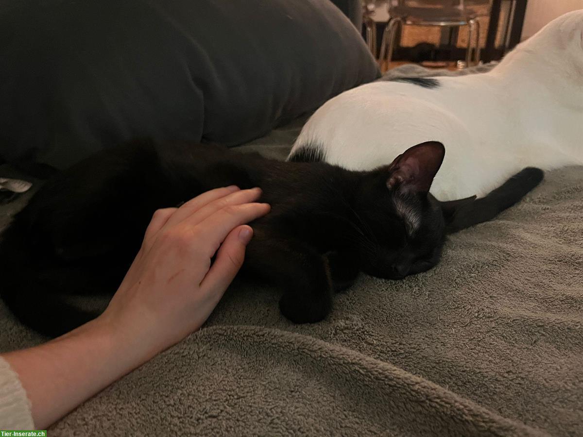 Bild 5: Junge schwarze Kater auf der Suche nach der Familie