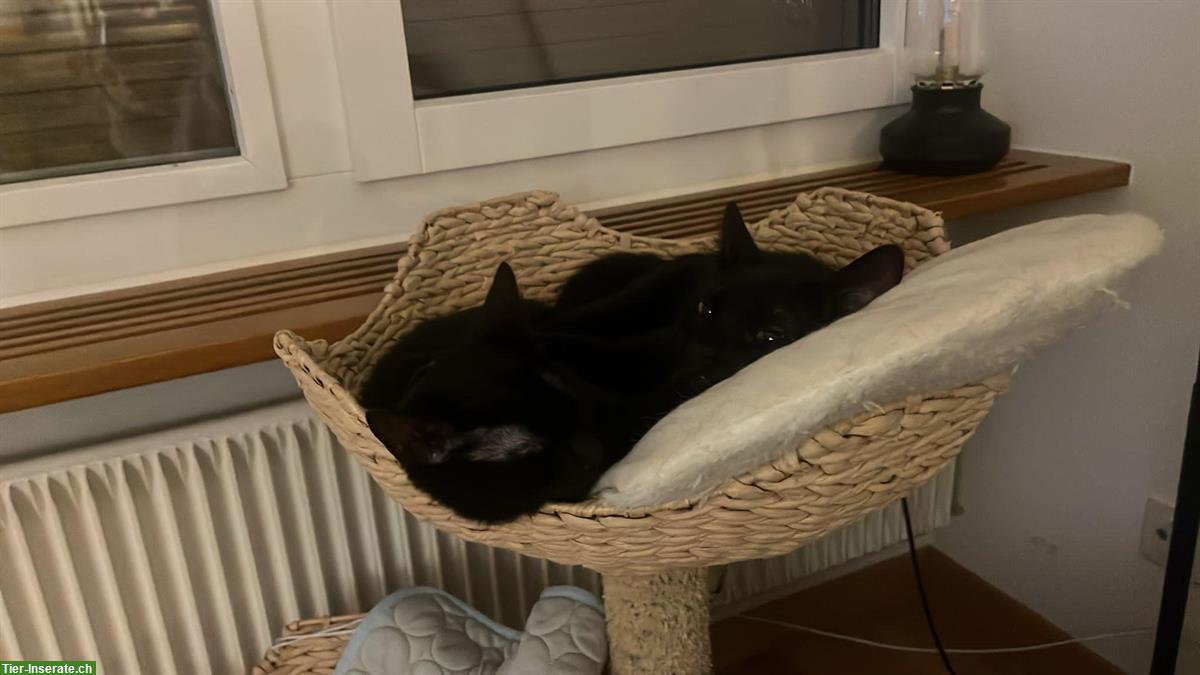 Bild 6: Junge schwarze Kater auf der Suche nach der Familie