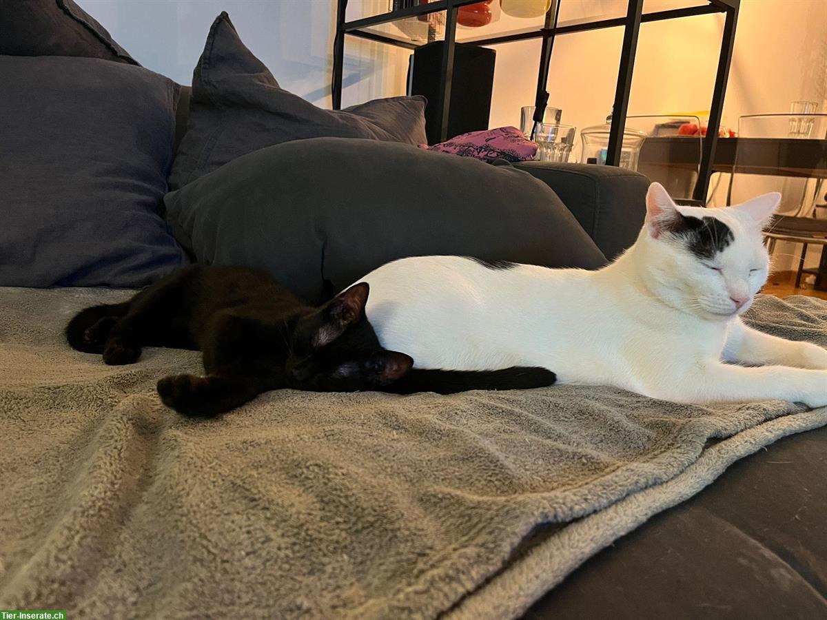 Bild 7: Junge schwarze Kater auf der Suche nach der Familie