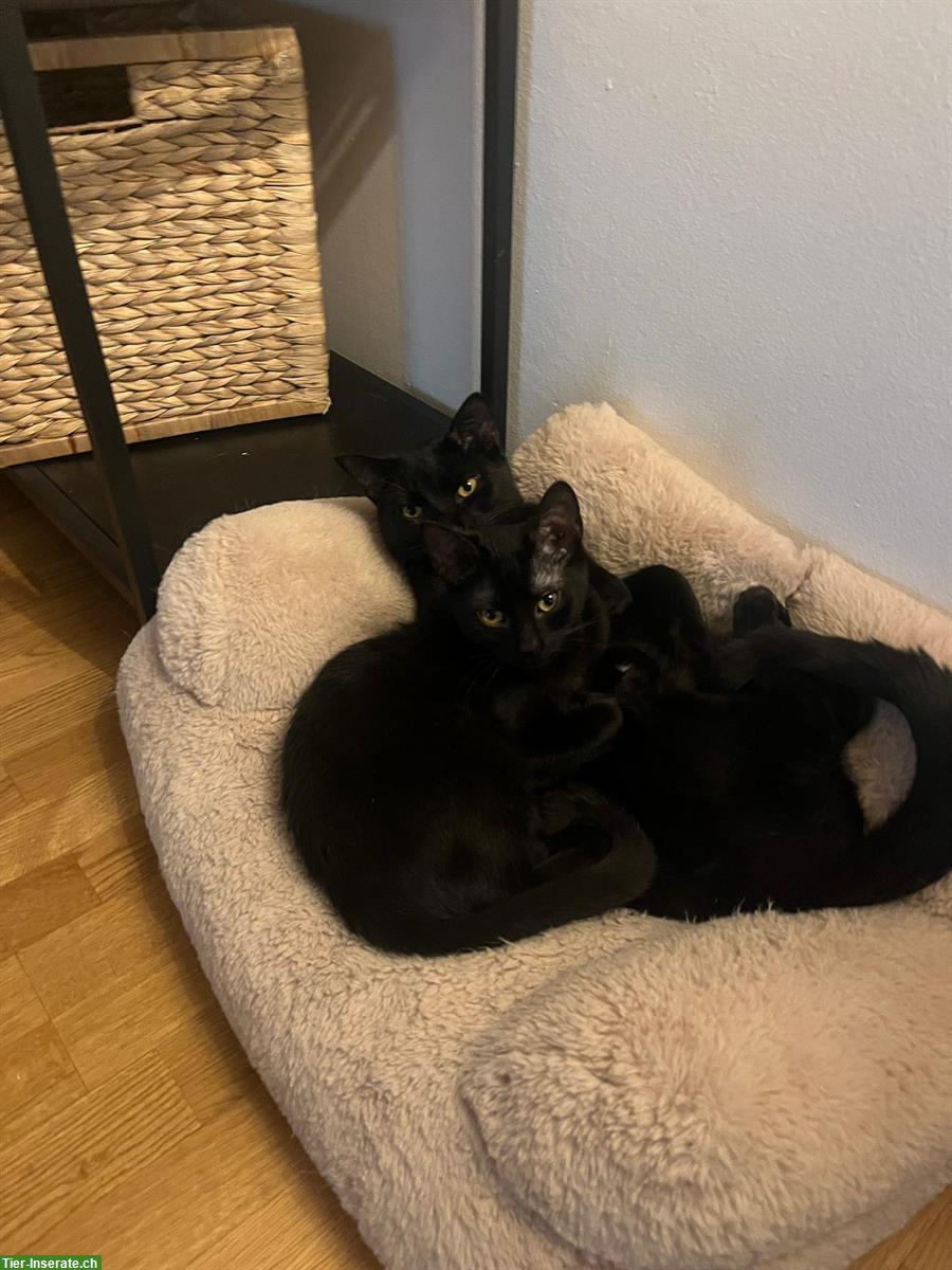 Bild 8: Junge schwarze Kater auf der Suche nach der Familie