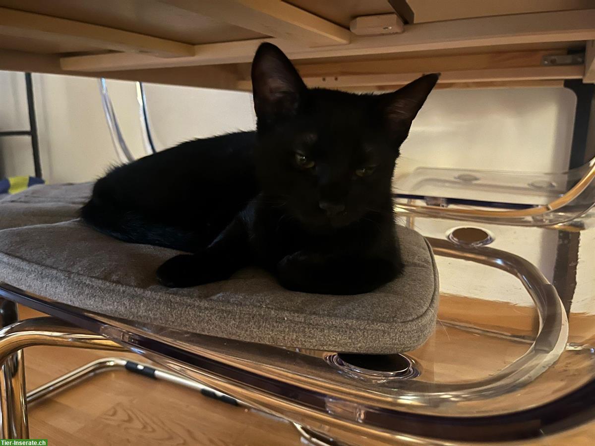 Bild 9: Junge schwarze Kater auf der Suche nach der Familie