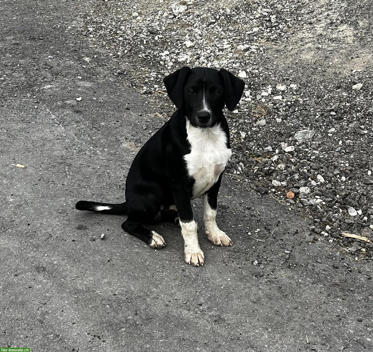 Junghunde: Rüde und 2 Hündinnen, Familien- & Begleithunde