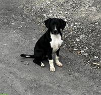 Junghunde: Rüde und 2 Hündinnen, Familien- & Begleithunde