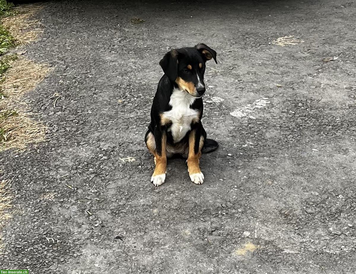 Bild 2: Junghunde: Rüde und 2 Hündinnen, Familien- & Begleithunde