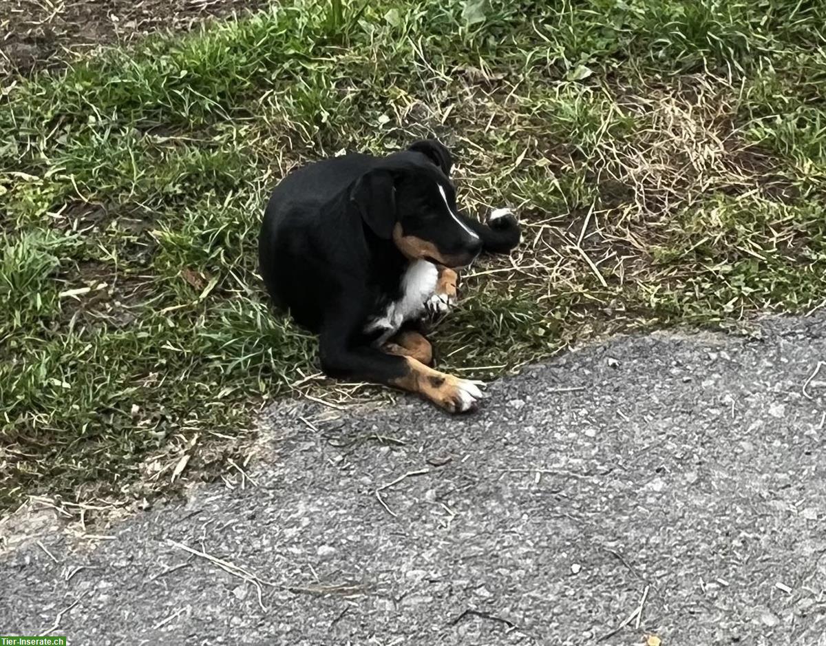 Bild 3: Junghunde: Rüde und 2 Hündinnen, Familien- & Begleithunde