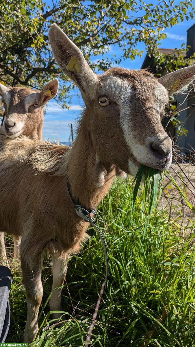 Toggenburger Ziege aus Hobbyhaltung