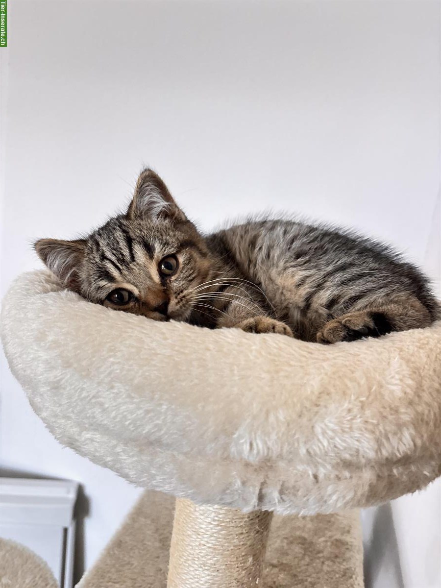 BKH Katzenpaar sucht gemeinsames Zuhause