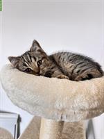 BKH Katzenpaar sucht gemeinsames Zuhause