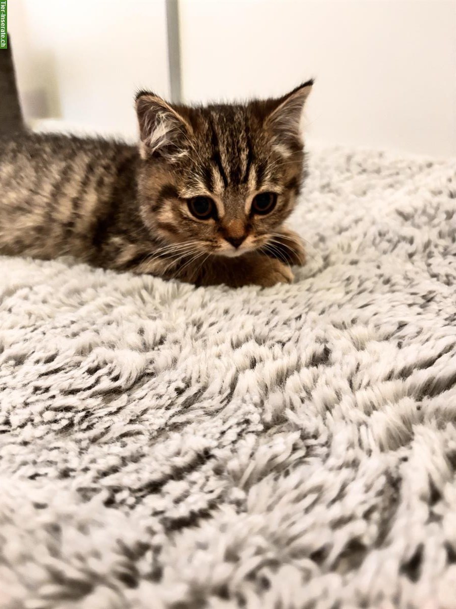 Bild 2: BKH Katzenpaar sucht gemeinsames Zuhause