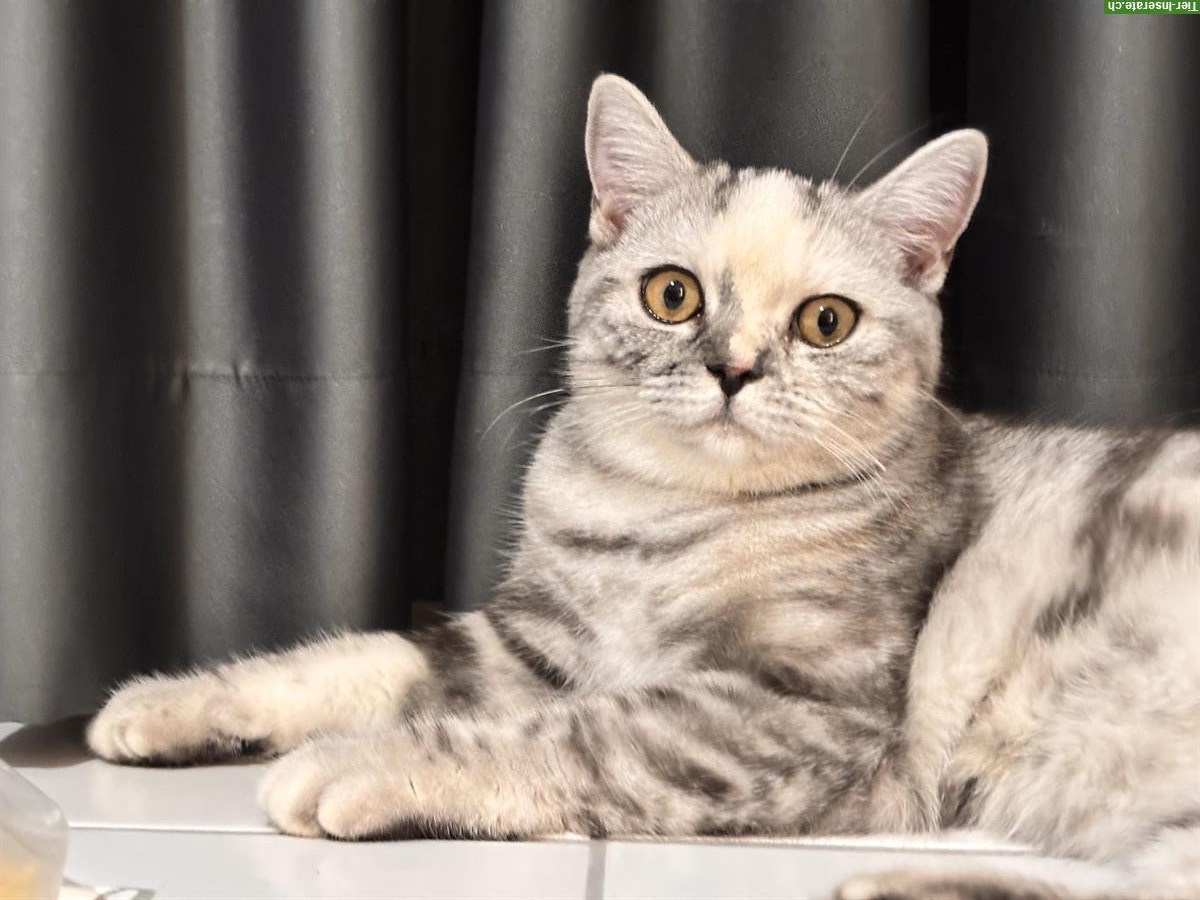 Bild 3: BKH Katzenpaar sucht gemeinsames Zuhause