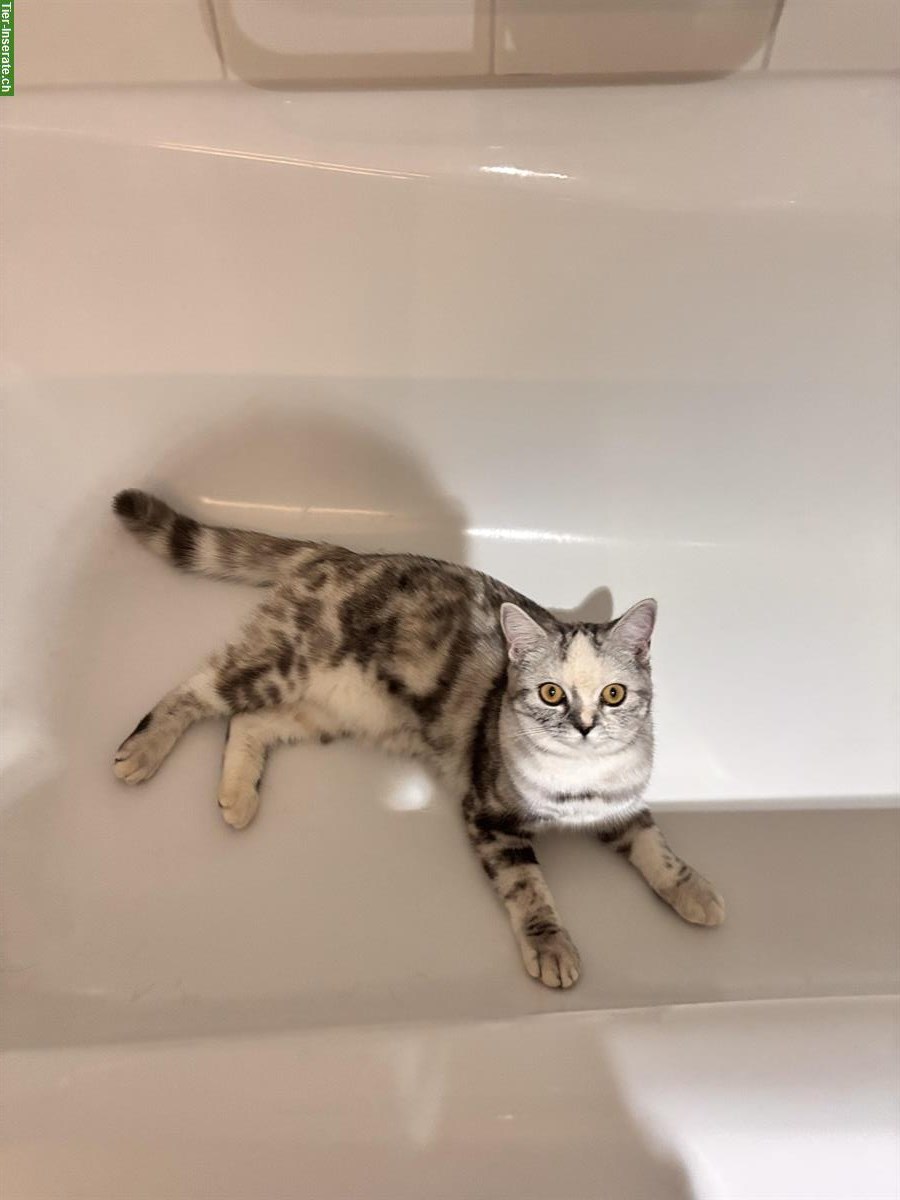 Bild 4: BKH Katzenpaar sucht gemeinsames Zuhause