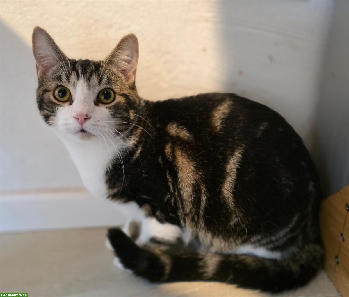 2 schüchterne junge Kater suchen ein Zuhause