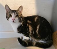 2 schüchterne junge Kater suchen ein Zuhause