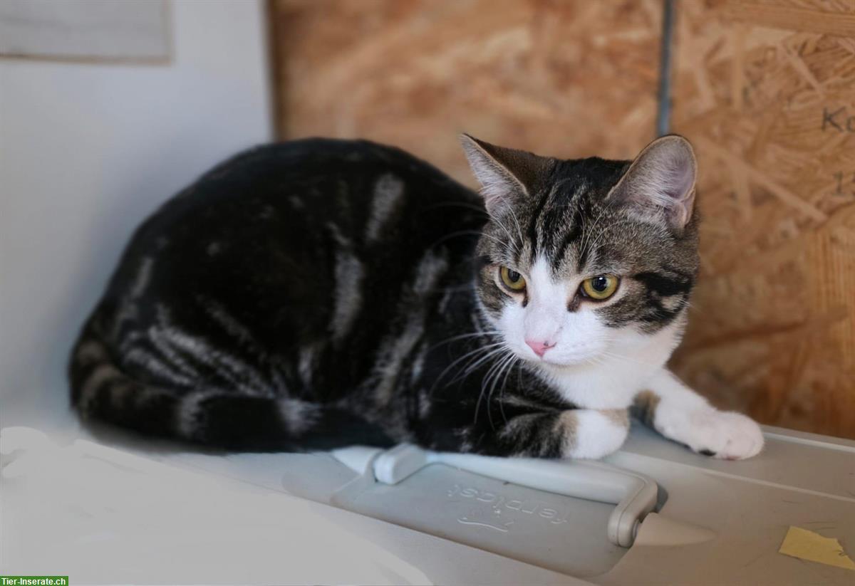 Bild 2: 2 schüchterne junge Kater suchen ein Zuhause