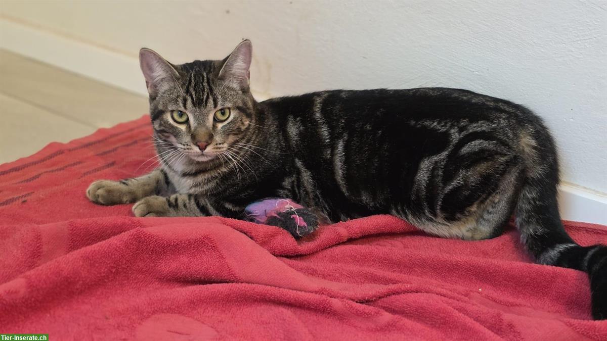 Bild 3: 2 schüchterne junge Kater suchen ein Zuhause