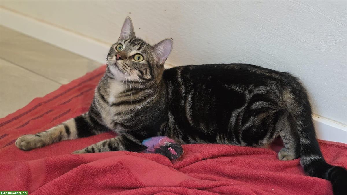 Bild 4: 2 schüchterne junge Kater suchen ein Zuhause