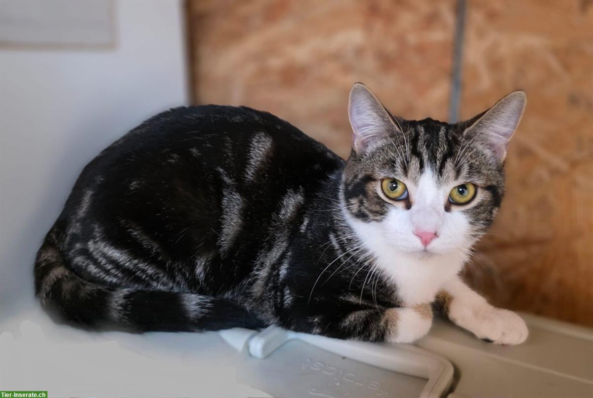 Bild 5: 2 schüchterne junge Kater suchen ein Zuhause