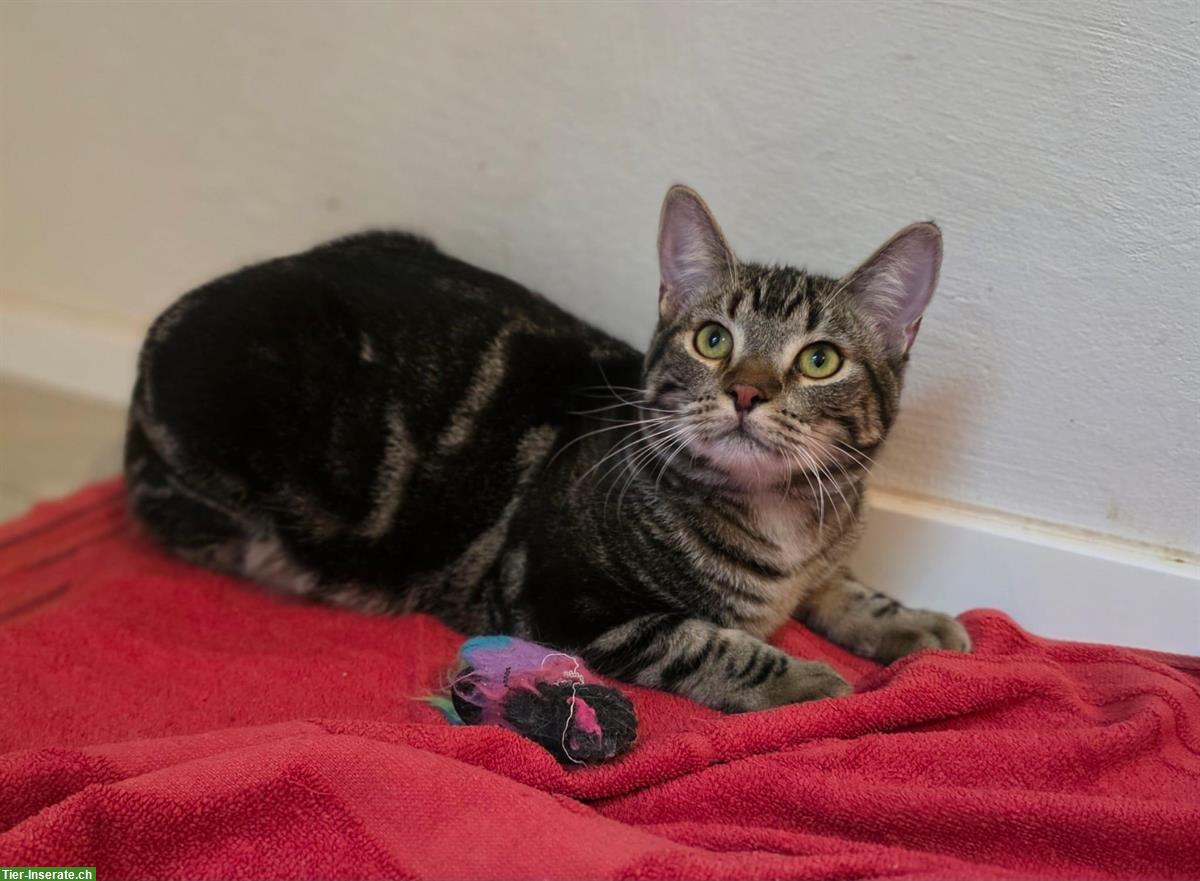 Bild 6: 2 schüchterne junge Kater suchen ein Zuhause
