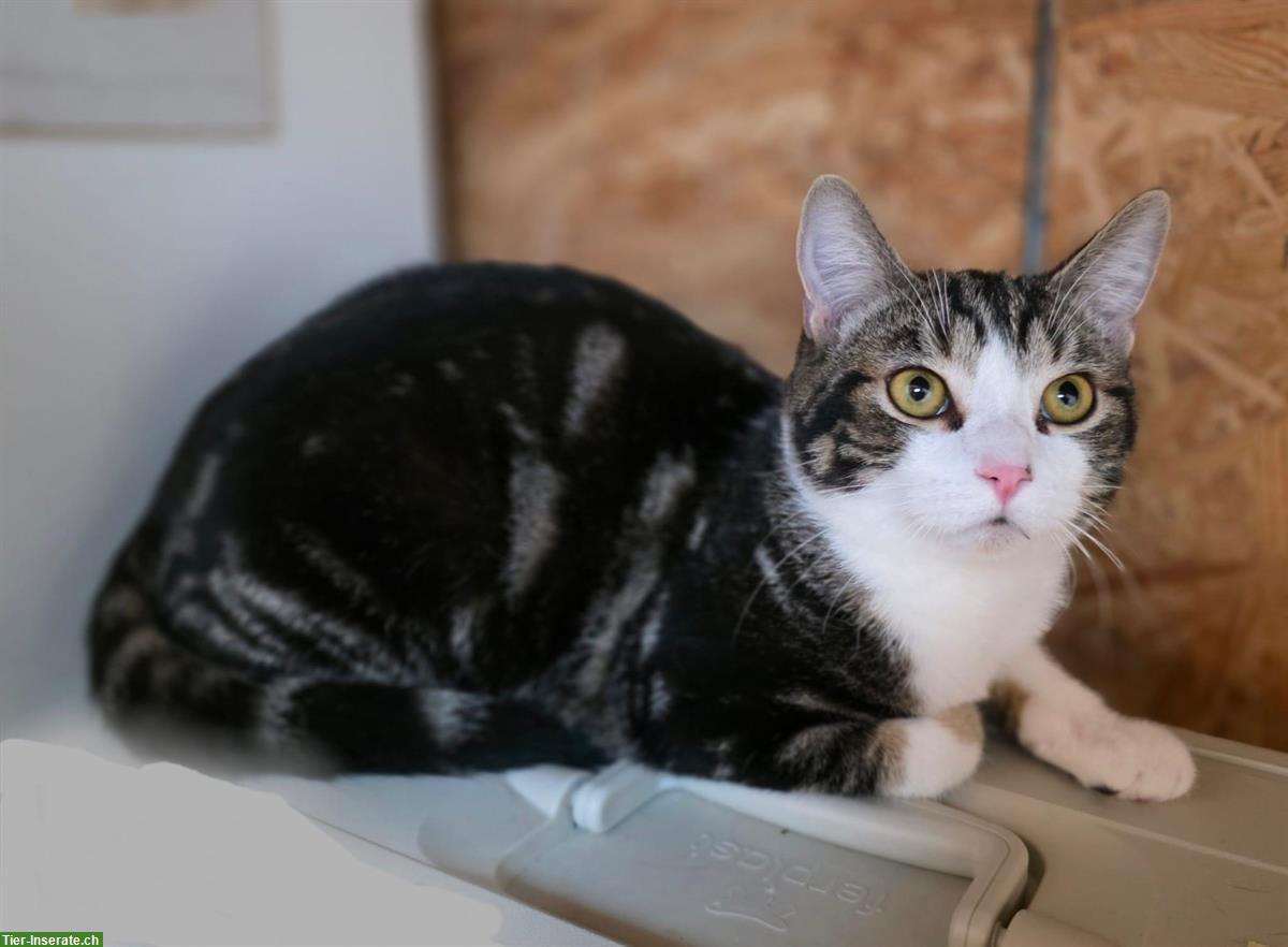 Bild 7: 2 schüchterne junge Kater suchen ein Zuhause