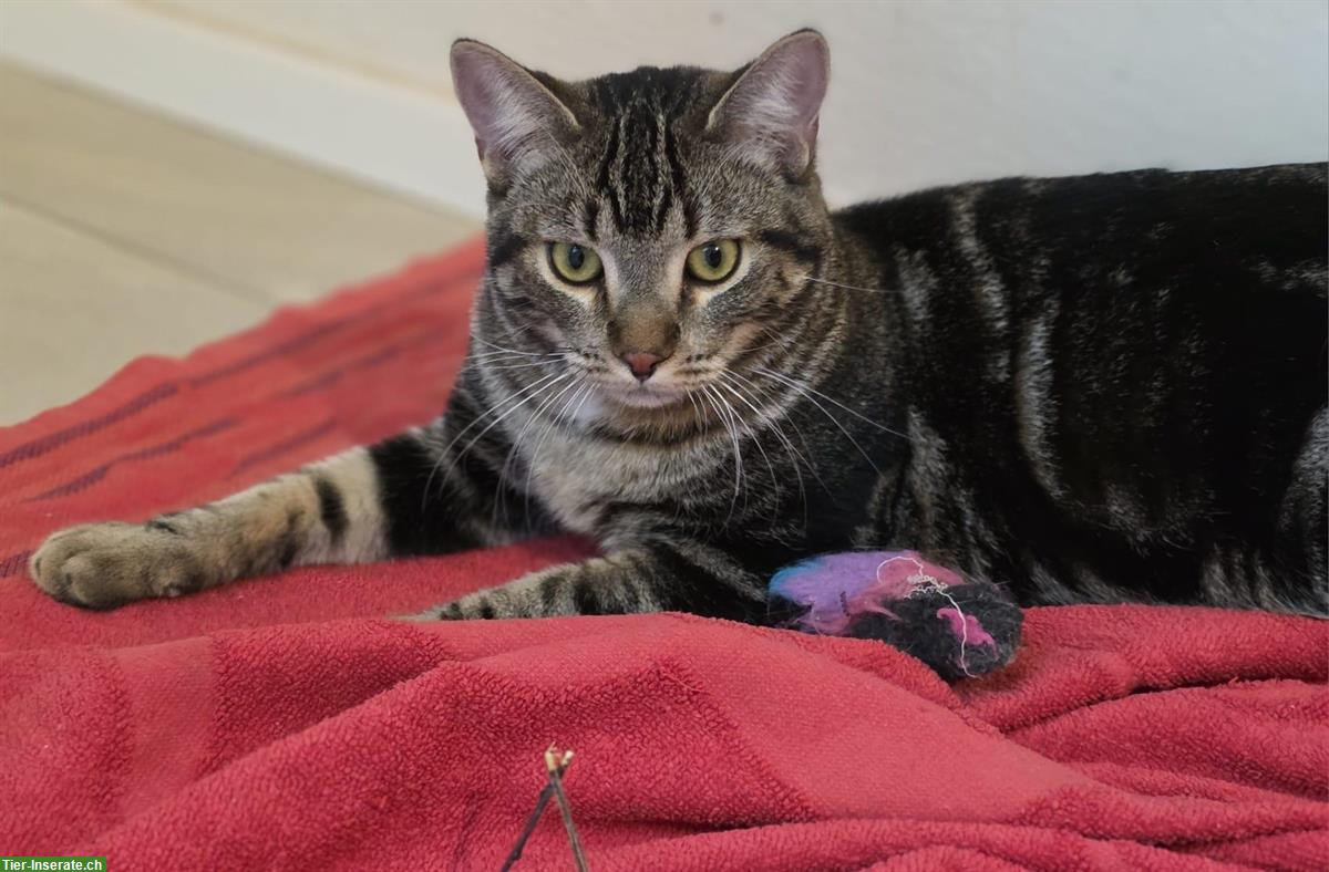 Bild 8: 2 schüchterne junge Kater suchen ein Zuhause