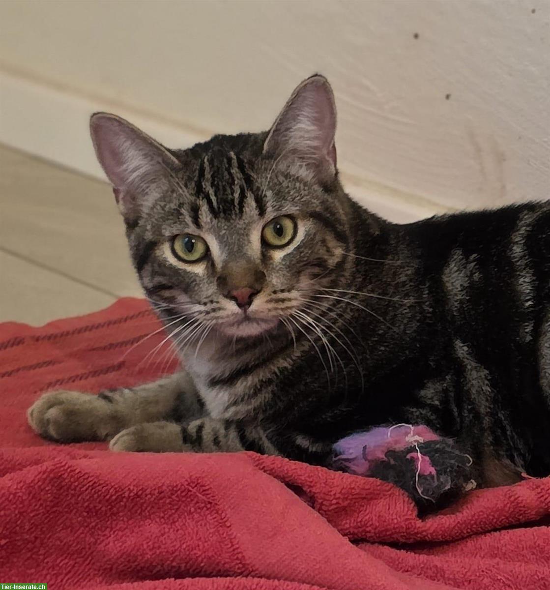 Bild 9: 2 schüchterne junge Kater suchen ein Zuhause